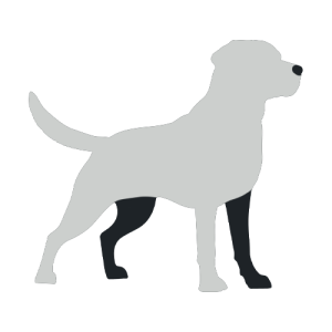 Dog White